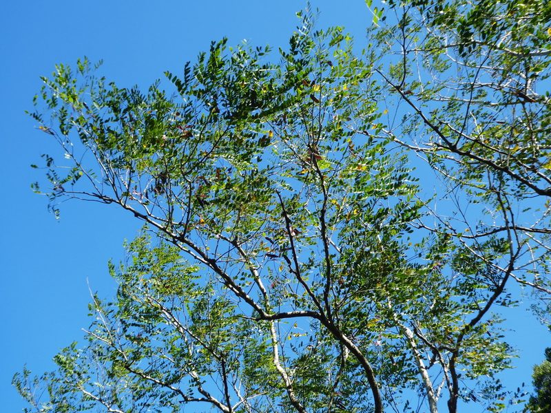 Albizia procera, photographed by Steve Fitzgerald