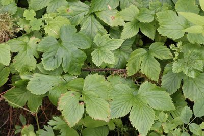 Rubus humulifolius, photographed by Nina Filippova