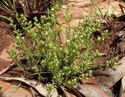 Thesium transvaalense, photographed by Andrew Hankey