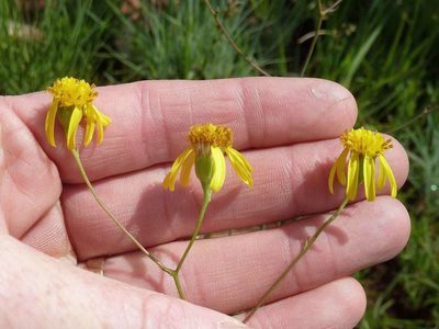 Senecio scitus, photographed by Andrew Hankey