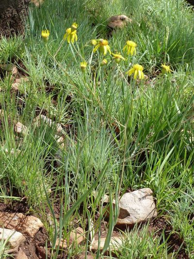 Senecio scitus, photographed by Andrew Hankey