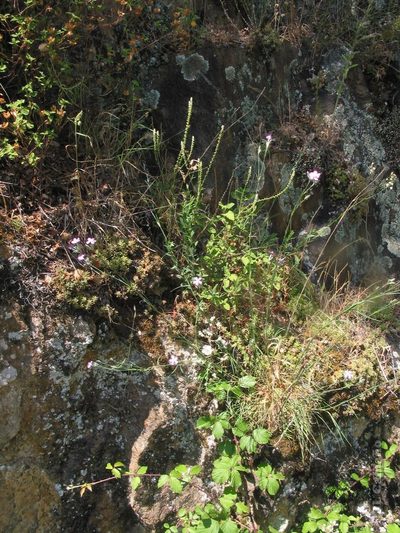 Dianthus laricifolius, photographed by José Luis Camaño