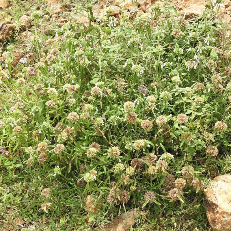 Leucas aspera, photographed by Paulmathi Vinod