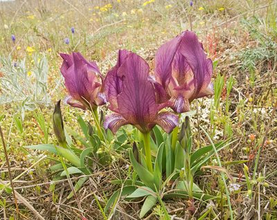 Iris suaveolens, photographed by katunchik