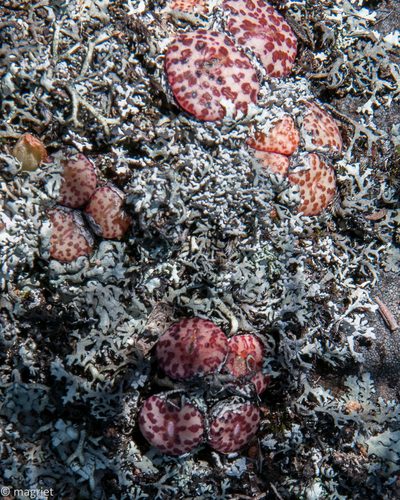Conophytum obcordellum, photographed by magriet b