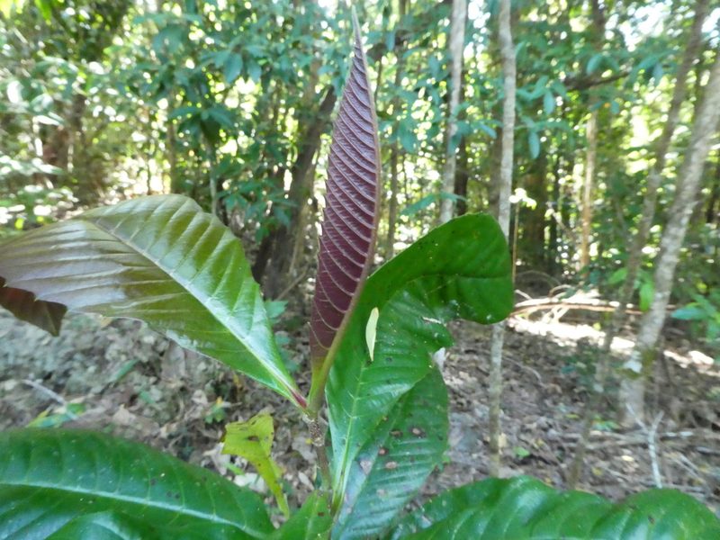 Tetracera daemeliana, photographed by Steve Fitzgerald