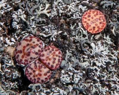 Conophytum obcordellum, photographed by magriet b