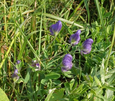 Aconitum volubile, photographed by Oleg Kosterin