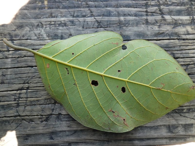 Litsea bindoniana, photographed by Steve Fitzgerald