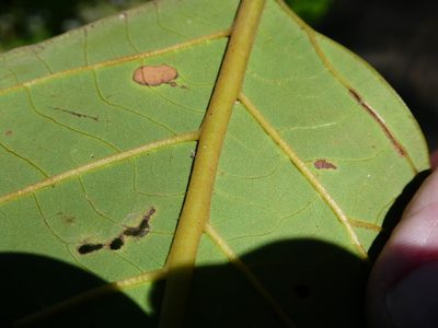 Litsea bindoniana, photographed by Steve Fitzgerald