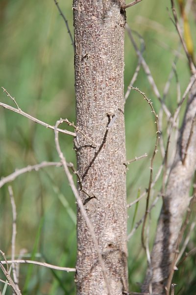 Psoralea glabra, photographed by Charles Stirton