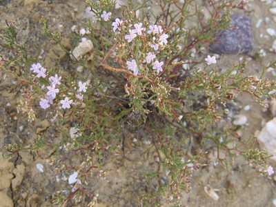 Limonium dregeanum, photographed by Di Turner