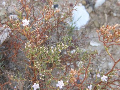 Limonium dregeanum, photographed by Di Turner