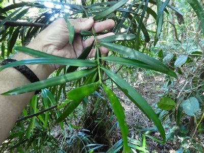 Podocarpus grayae, photographed by Steve Fitzgerald