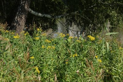 Senecio sarracenicus, photographed by Oleg Kosterin