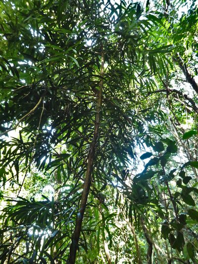 Podocarpus grayae, photographed by Steve Fitzgerald
