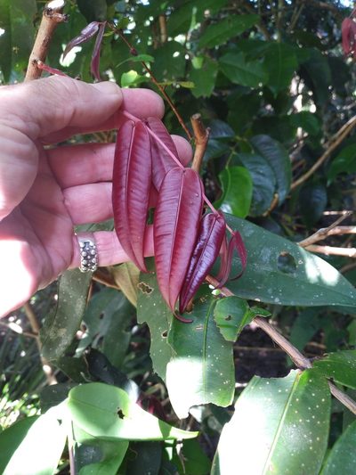 Syzygium wilsonii, photographed by Steve Fitzgerald
