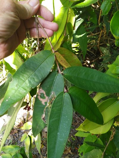 Syzygium wilsonii, photographed by Steve Fitzgerald