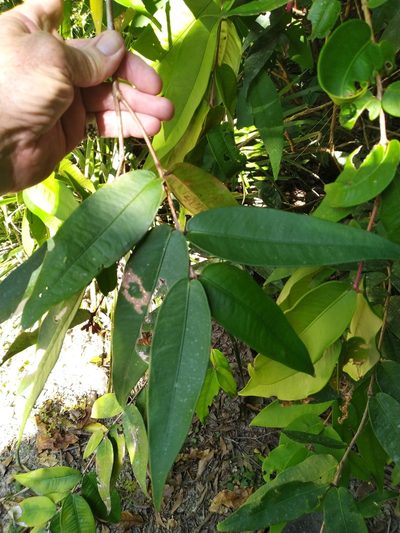 Syzygium wilsonii, photographed by Steve Fitzgerald