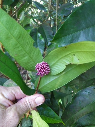 Syzygium wilsonii, photographed by Steve Fitzgerald