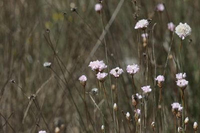 Armeria macrophylla, photographed by Roy Lowry