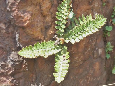 Asplenium cordatum, photographed by Andrew Hankey
