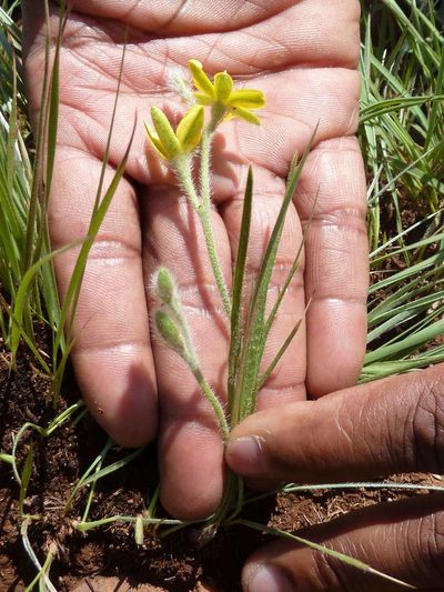 Hypoxis filiformis, photographed by Andrew Hankey