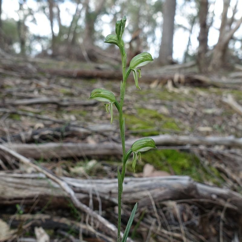 Pterostylis smaragdyna, photographed by yatesy