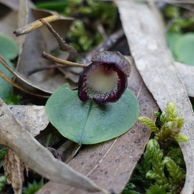 Corybas incurvus, photographed by yatesy