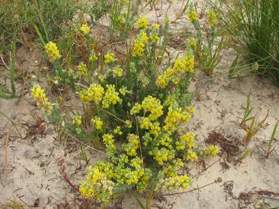 Aspalathus heterophylla, photographed by douglaseustonbrown