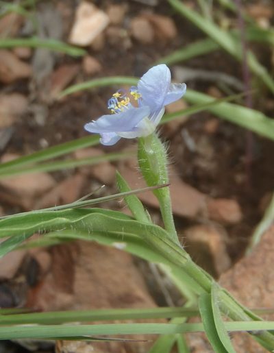 Commelina eckloniana, photographed by Nicola van Berkel