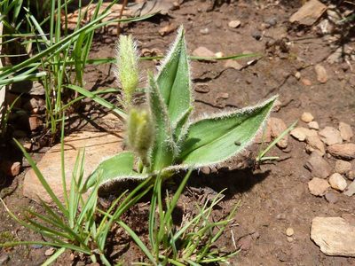 Hypoxis multiceps, photographed by Andrew Hankey