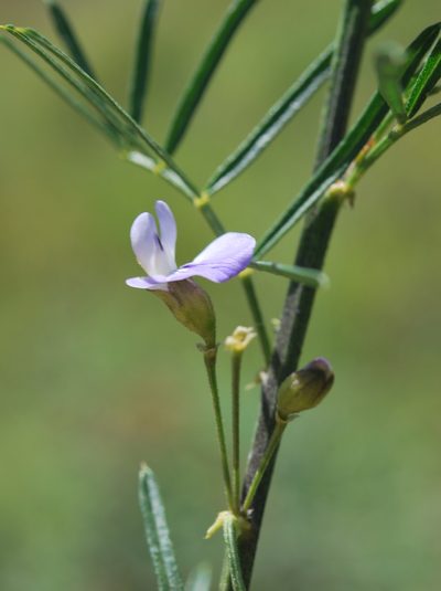 Psoralea platyphylla, photographed by Charles Stirton