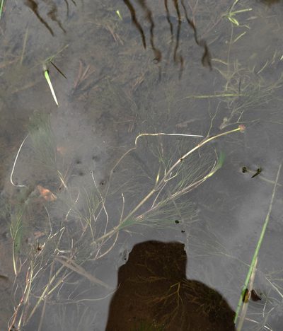 Ranunculus kauffmannii, photographed by Юлия
