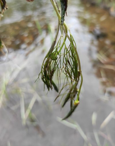 Ranunculus kauffmannii, photographed by Юлия