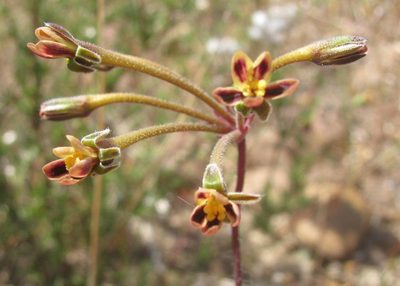 Pelargonium anethifolium, photographed by douglaseustonbrown