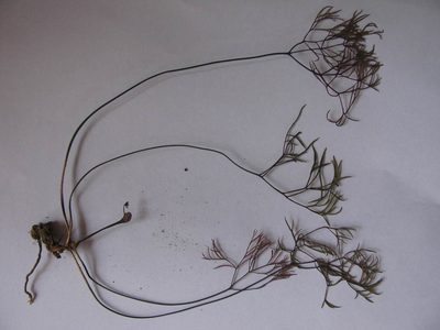 Pelargonium anethifolium, photographed by douglaseustonbrown
