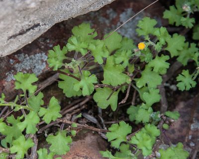 Senecio tortuosus, photographed by magriet b
