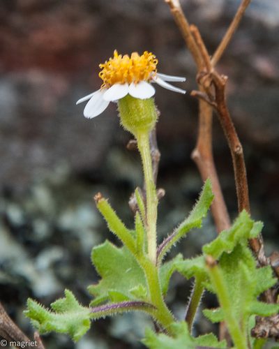 Senecio tortuosus, photographed by magriet b