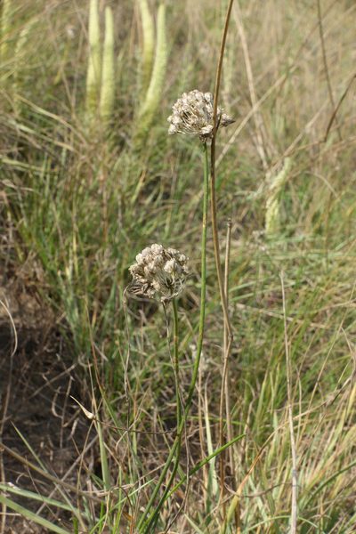 Allium clathratum, photographed by Oleg Kosterin