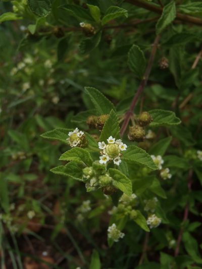 Lippia rehmannii, photographed by Nicola van Berkel