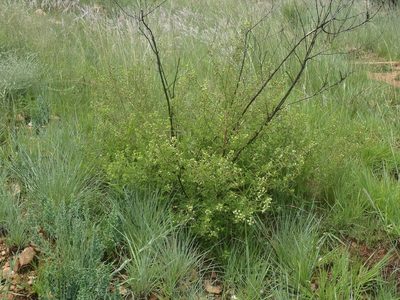 Lippia rehmannii, photographed by Nicola van Berkel