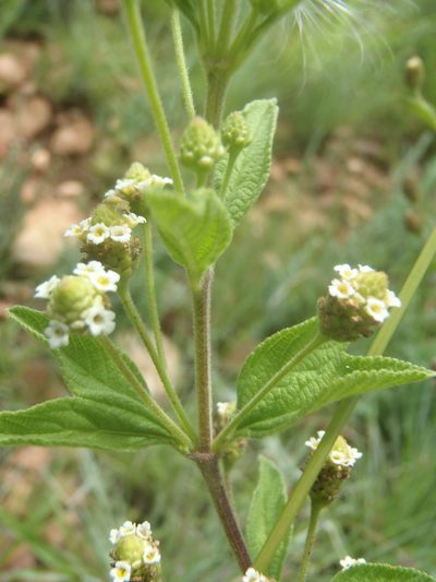 Lippia rehmannii, photographed by Nicola van Berkel