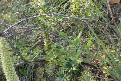 Spiraea hypericifolia, photographed by Oleg Kosterin
