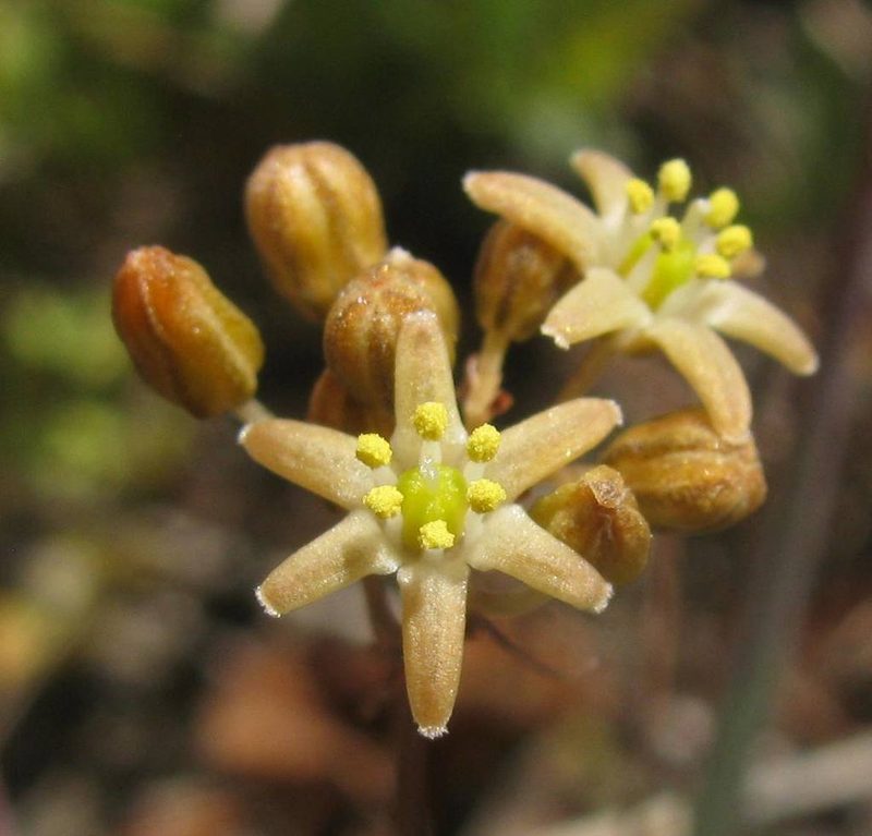 Austronea virens, photographed by douglaseustonbrown