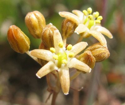 Austronea virens, photographed by douglaseustonbrown