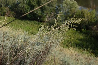 Artemisia glauca, photographed by Oleg Kosterin