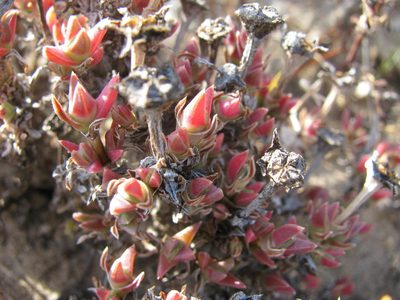 Antimima concinna, photographed by douglaseustonbrown