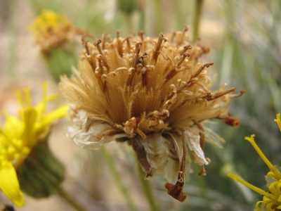 Heterolepis peduncularis, photographed by douglaseustonbrown