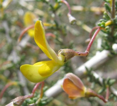 Aspalathus acanthoclada, photographed by douglaseustonbrown